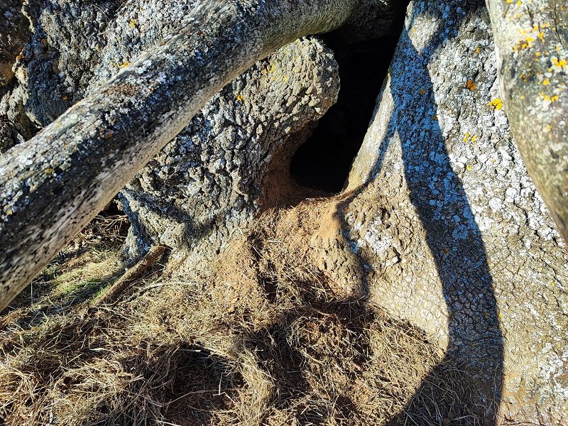 uso fauna madrig zorro bajo tronco fresno rec