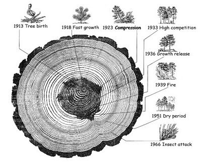 La dendrocronología: conocer el pasado de los bosques para interpretar el  presente y prever el futuro.