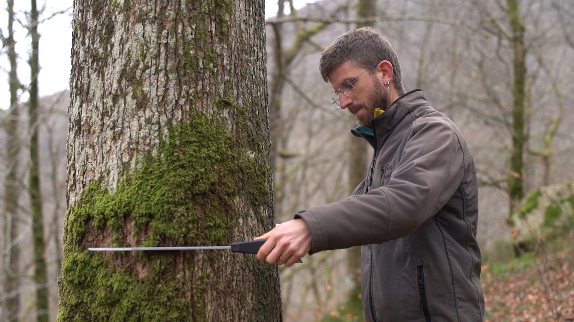 Material dasométrico e inventarios forestales