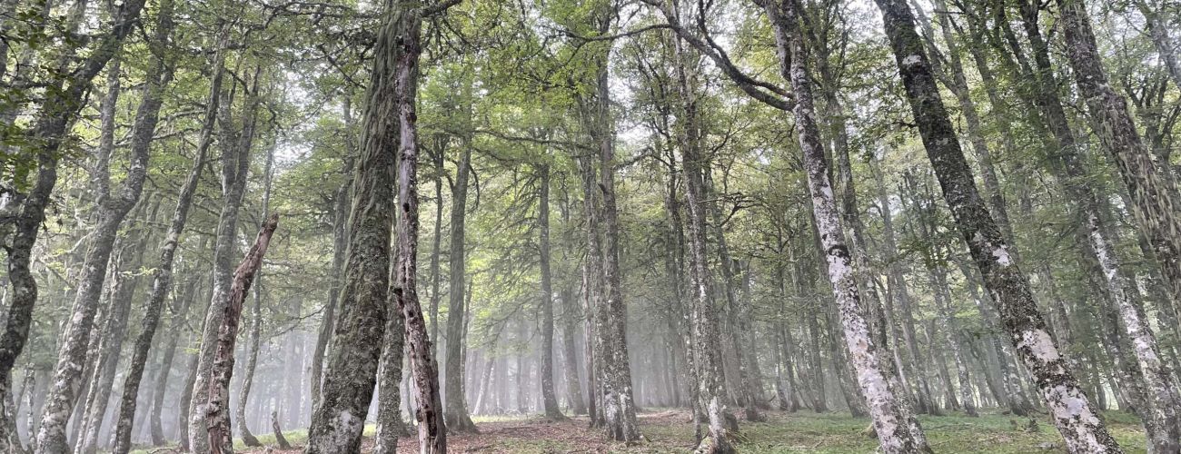 Planificación y ordenación forestal