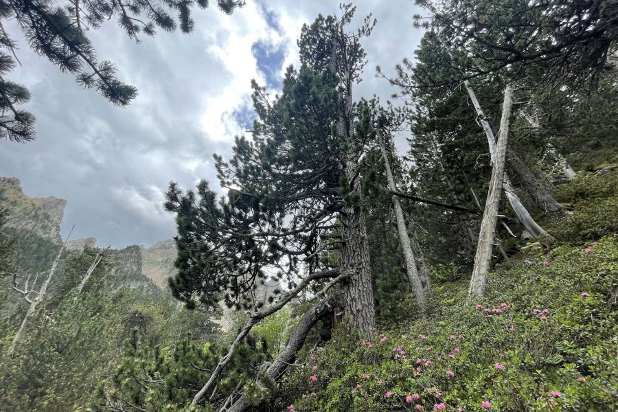 foto proyecto bosque maduro
