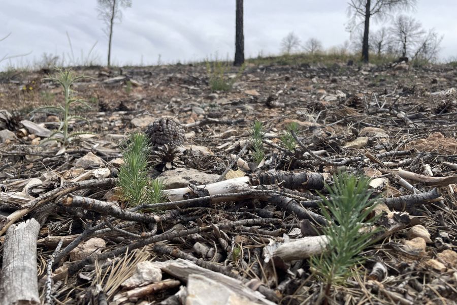 foto proyecto Prevención de incendios