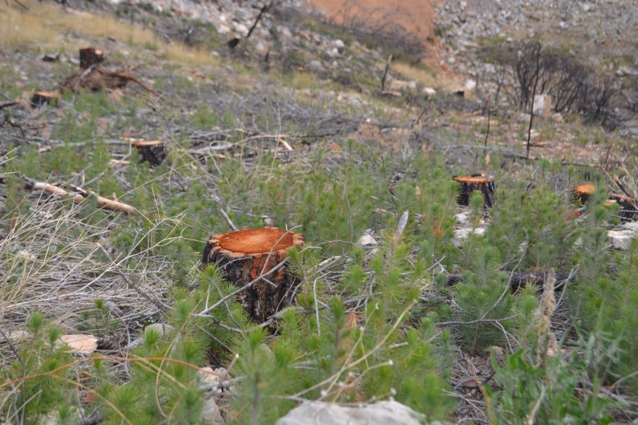 foto proyecto Aprovechamientos y tratamientos forestales