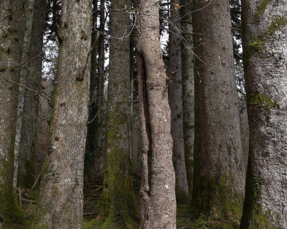 Gestión forestal