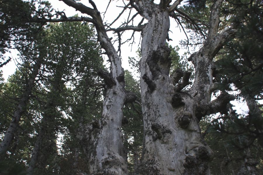 foto proyecto bosque maduro