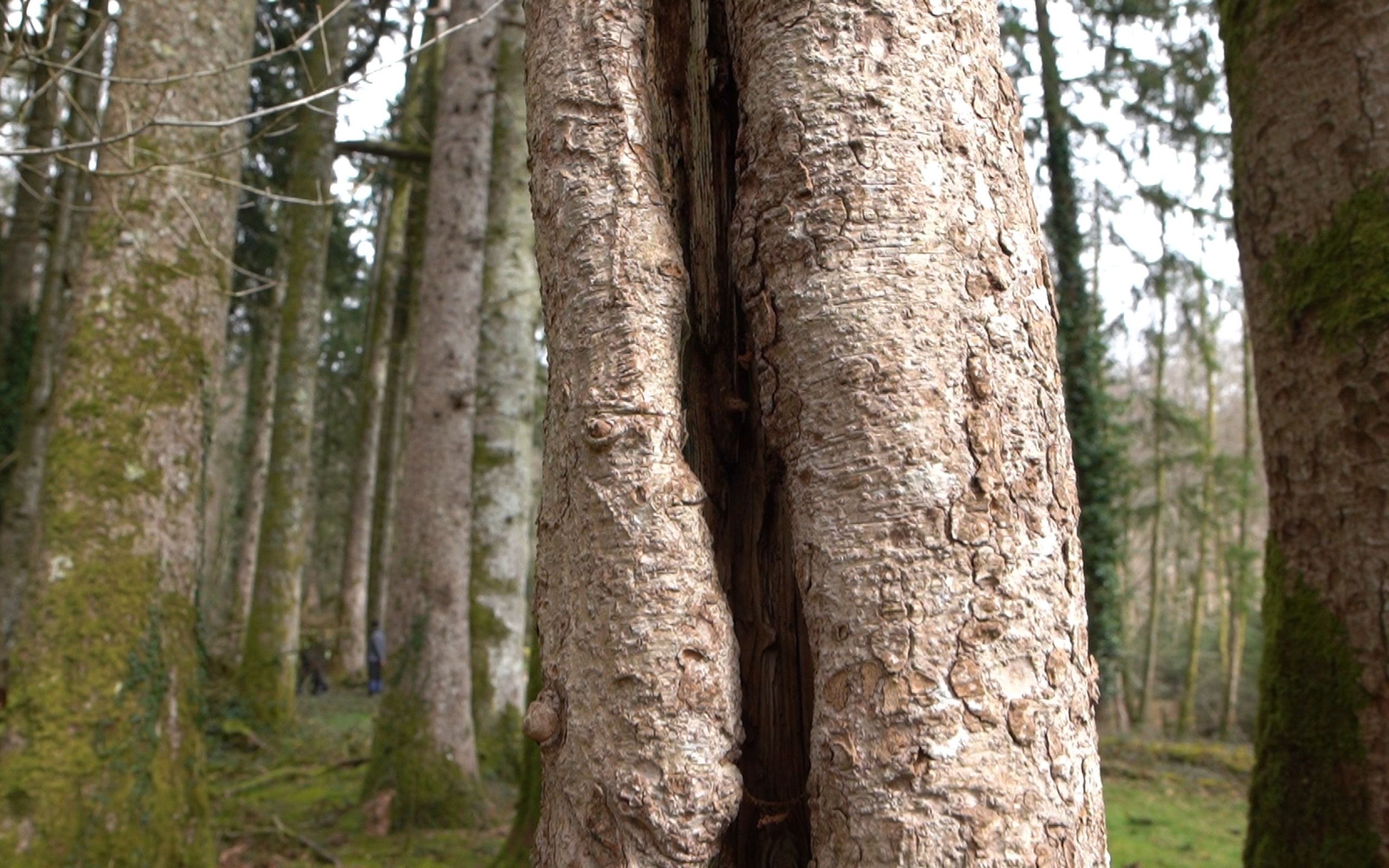 foto de un bosque