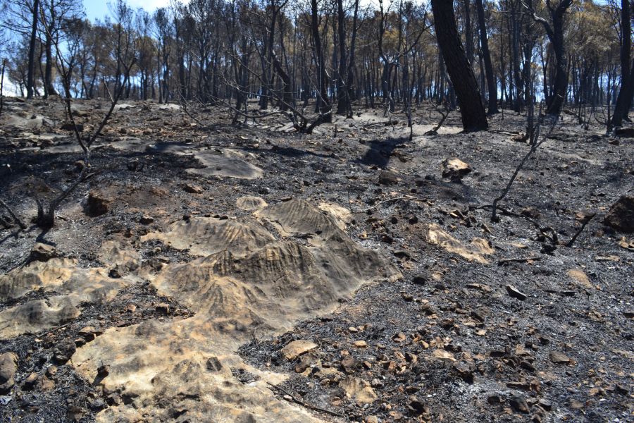 foto proyecto Prevención de incendios