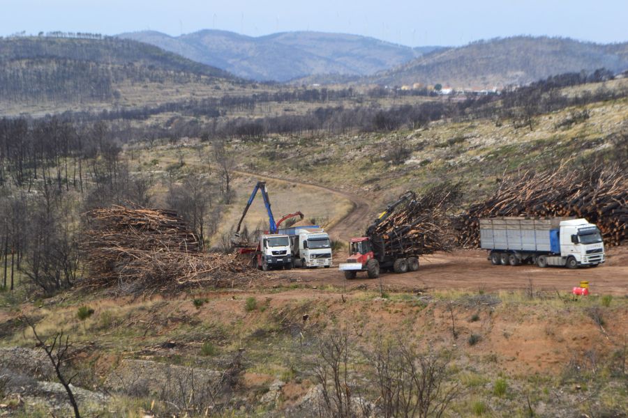 foto proyecto Aprovechamientos y tratamientos forestales