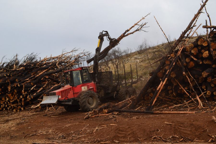 foto proyecto Aprovechamientos y tratamientos forestales