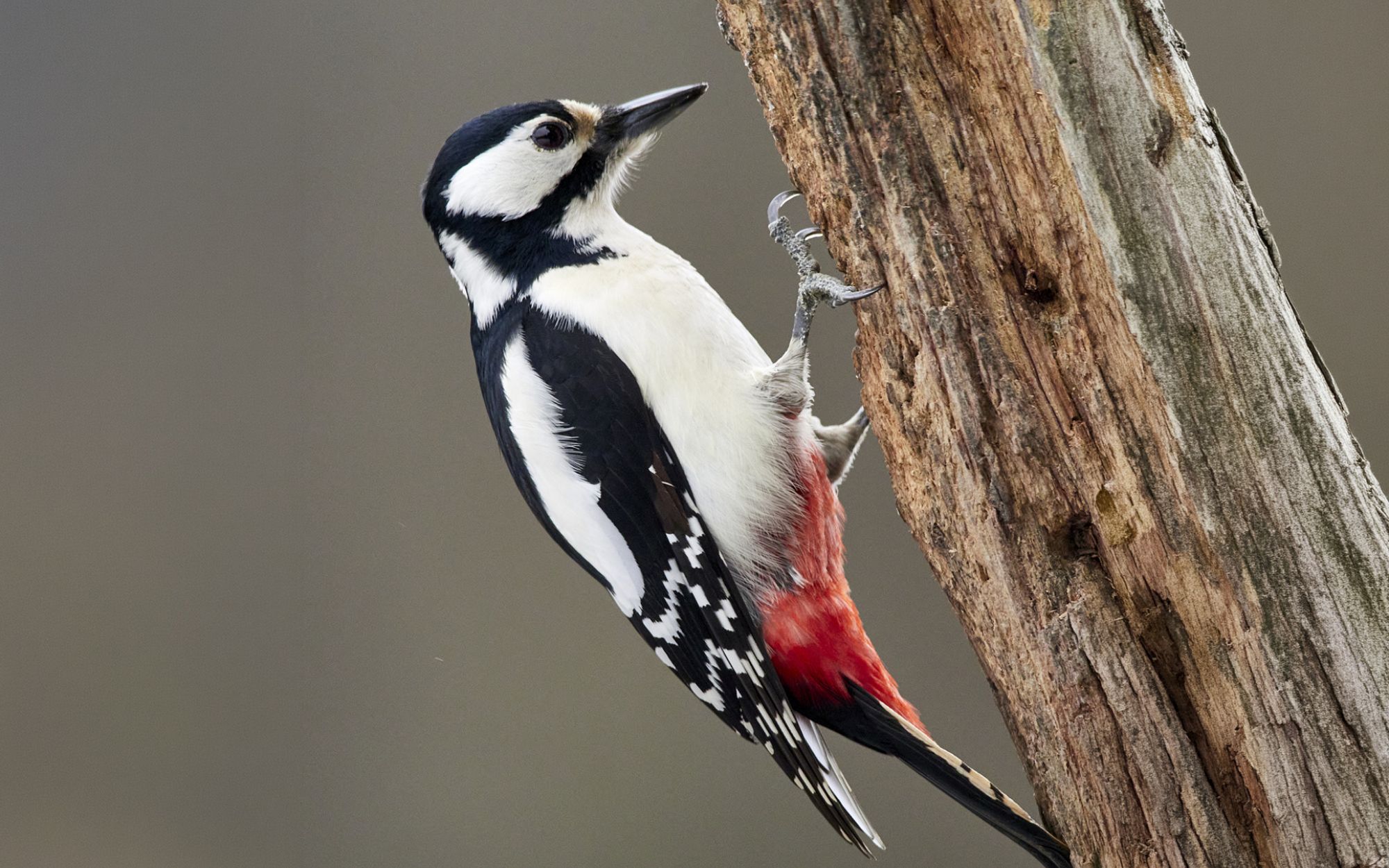 foto pájaro