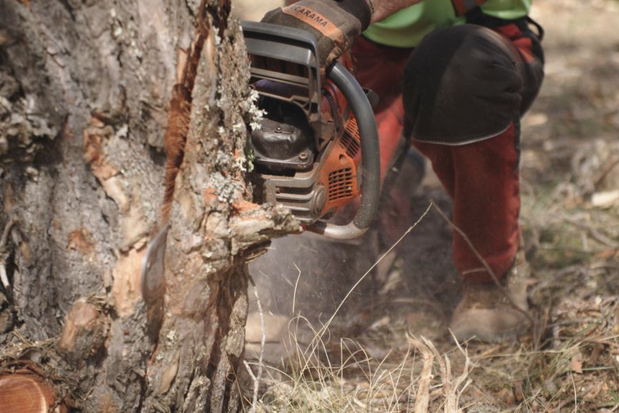 foto proyecto Aprovechamientos y tratamientos forestales