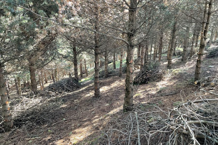 foto proyecto Aprovechamientos y tratamientos forestales