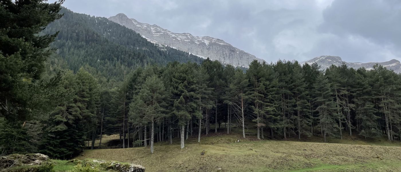 foto árbol