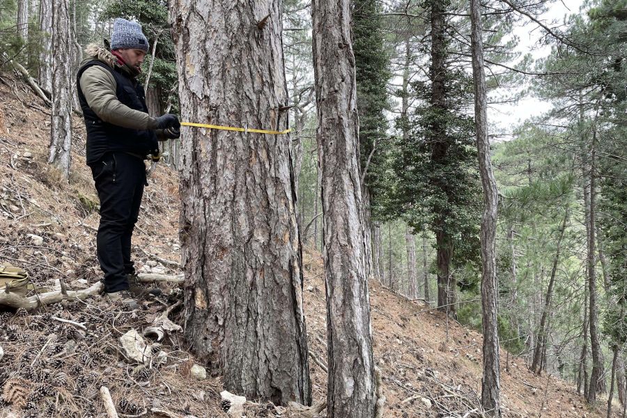 foto proyecto Planificación y ordenación forestal