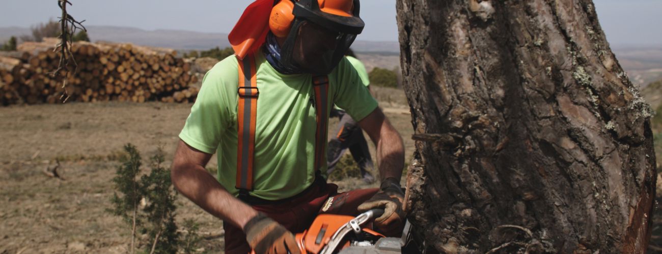 Aprovechamientos y tratamientos forestales