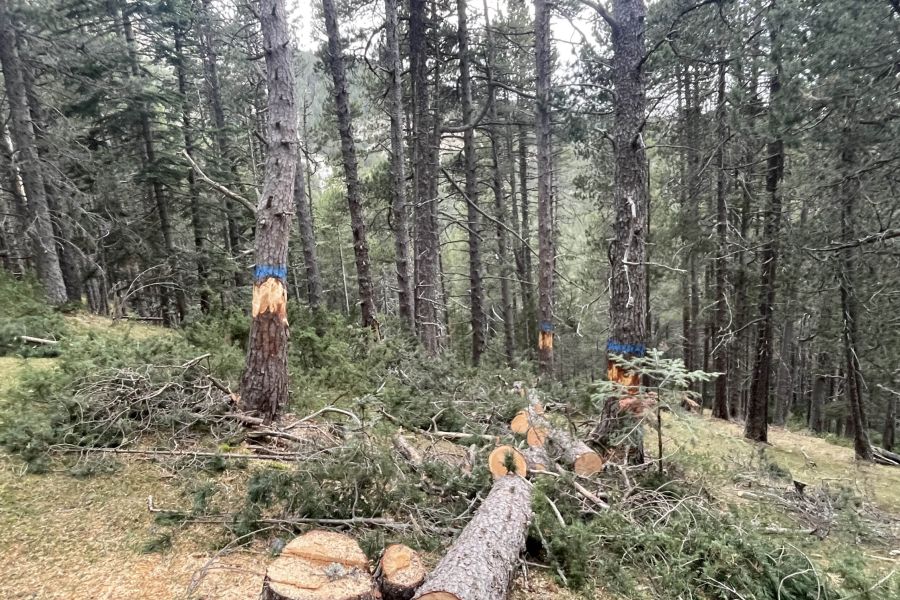 foto proyecto Aprovechamientos y tratamientos forestales