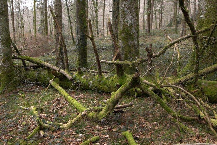 foto proyecto bosque maduro