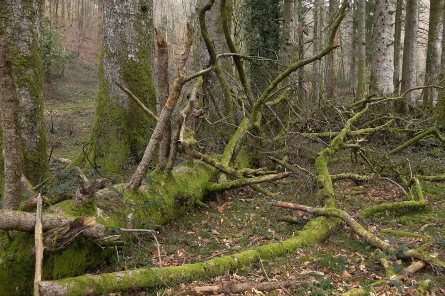 foto proyecto bosque maduro