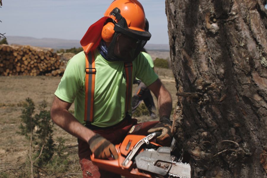foto proyecto Aprovechamientos y tratamientos forestales