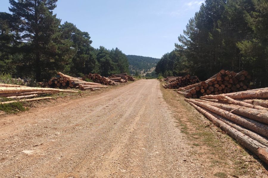 foto proyecto Aprovechamientos y tratamientos forestales