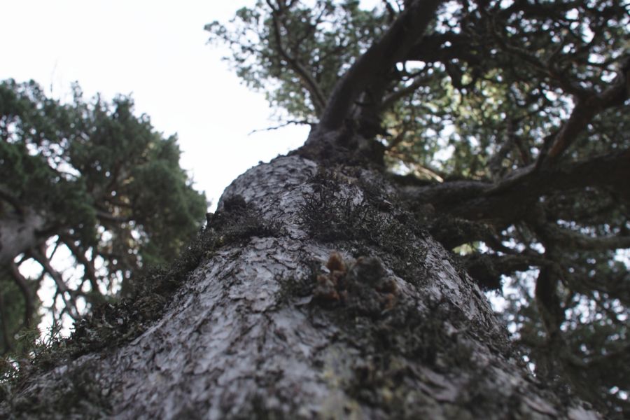 foto proyecto bosque maduro