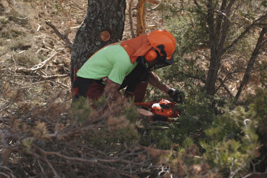 foto proyecto Aprovechamientos y tratamientos forestales