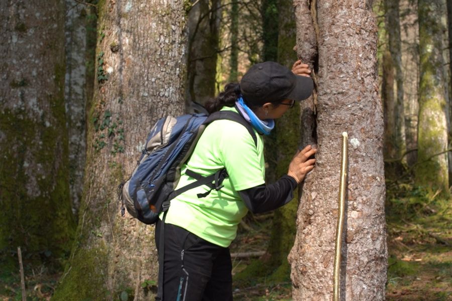 foto proyecto Planificación y ordenación forestal