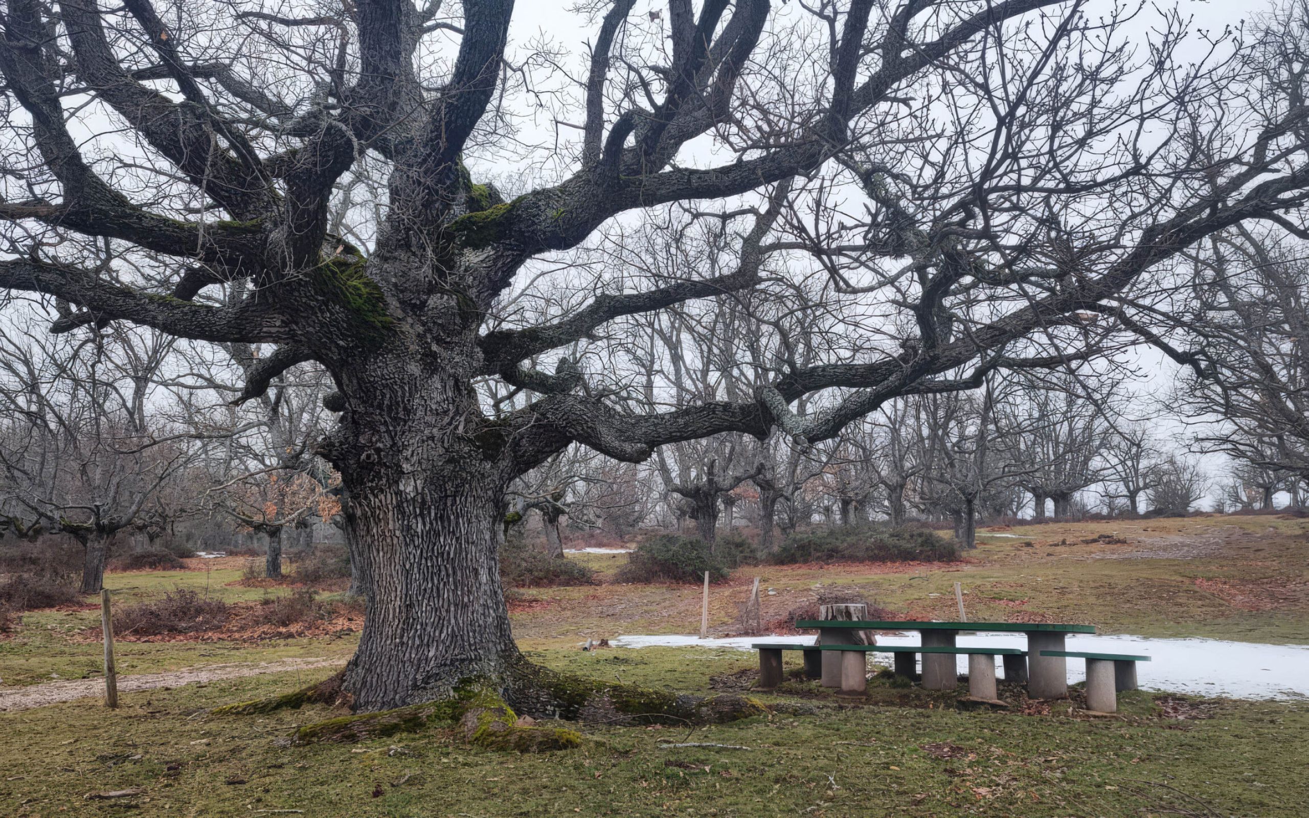 foto de un bosque