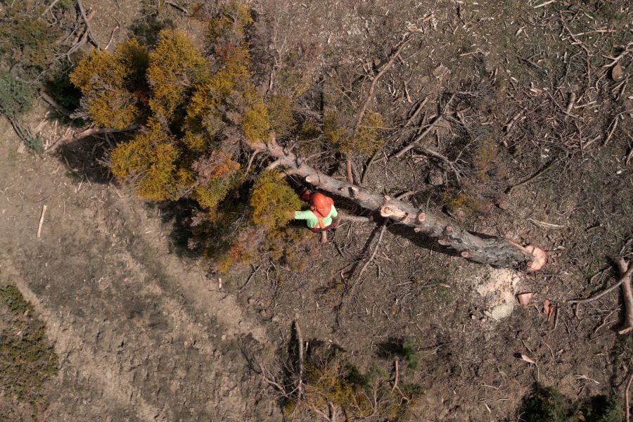 foto proyecto Aprovechamientos y tratamientos forestales