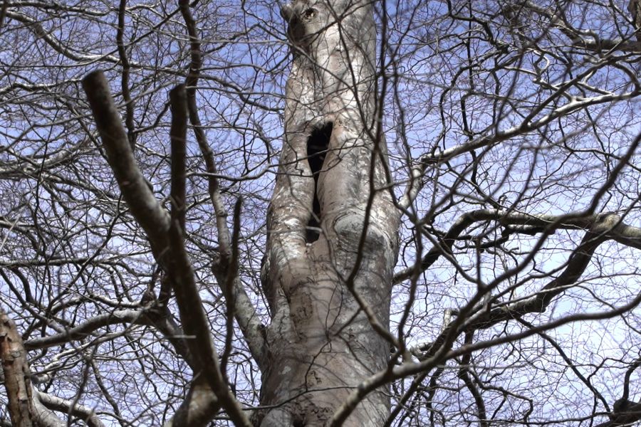 foto proyecto Planificación y ordenación forestal