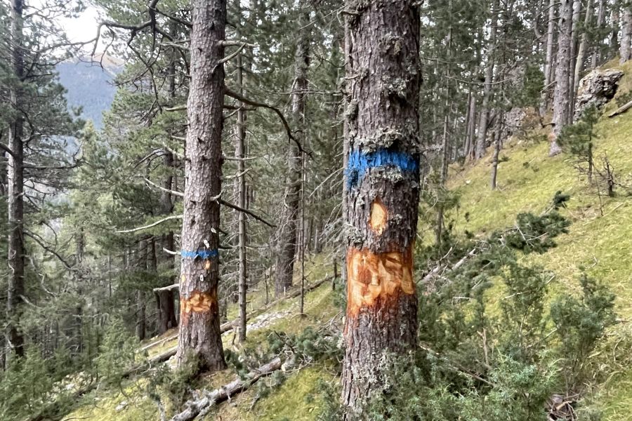 foto proyecto Aprovechamientos y tratamientos forestales