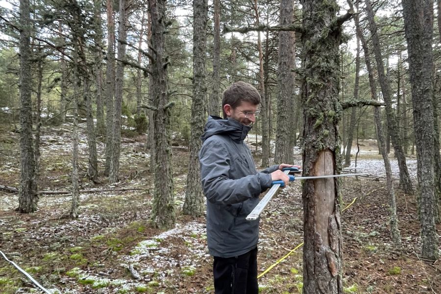 foto proyecto Planificación y ordenación forestal