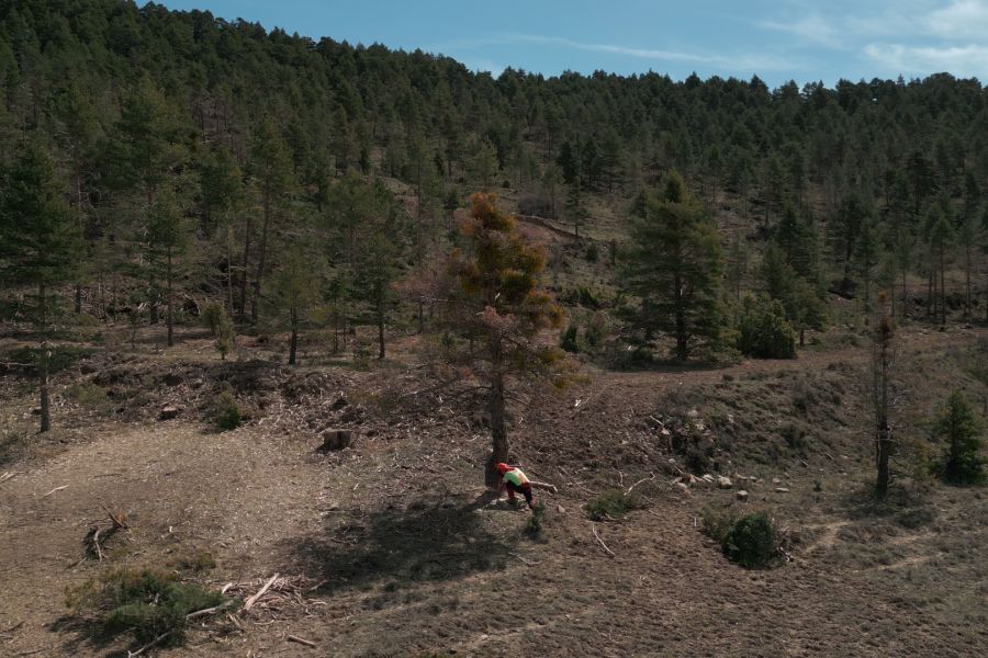 foto proyecto Aprovechamientos y tratamientos forestales