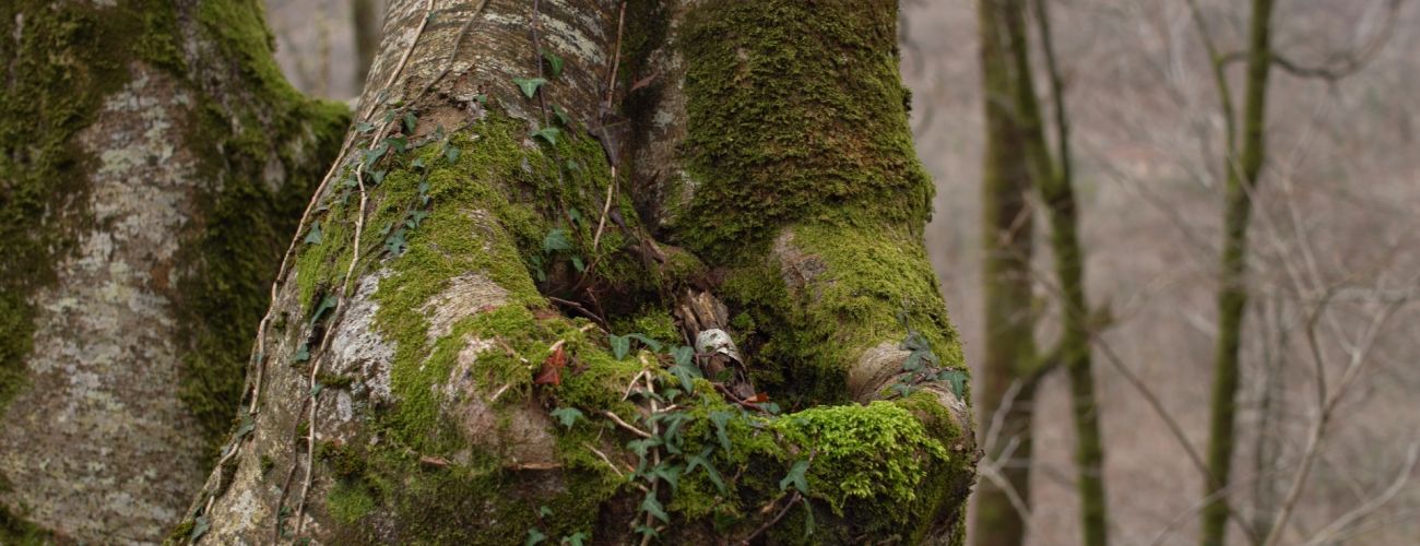 Evaluación ecológica