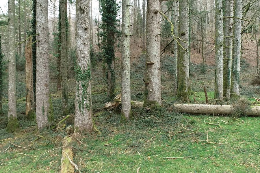 foto proyecto bosque maduro
