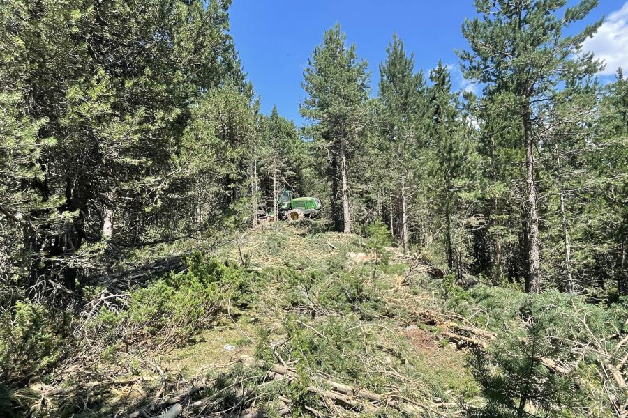 foto proyecto Aprovechamientos y tratamientos forestales